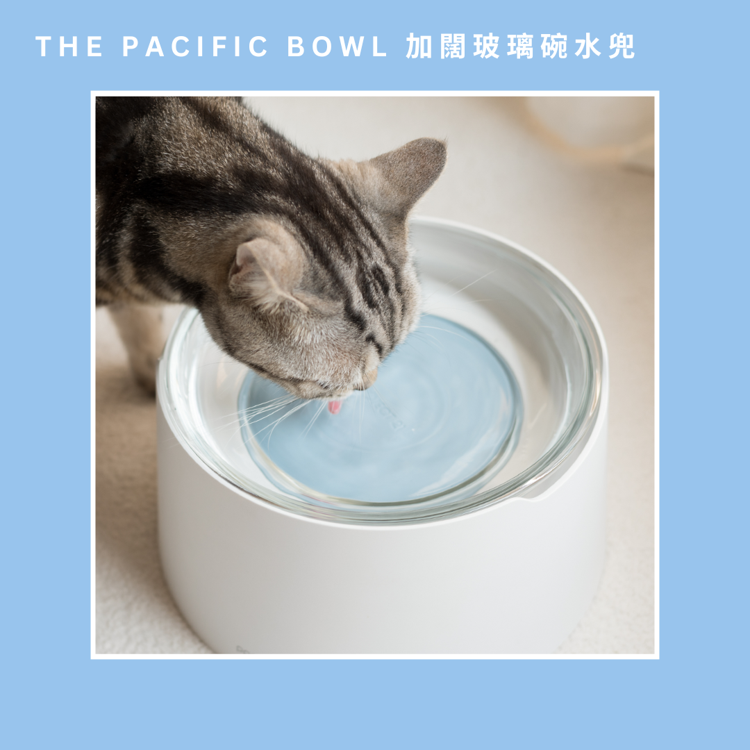 寵物水兜